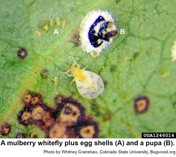 Mulberry whiteflies are tiny insects with irregular markings on 